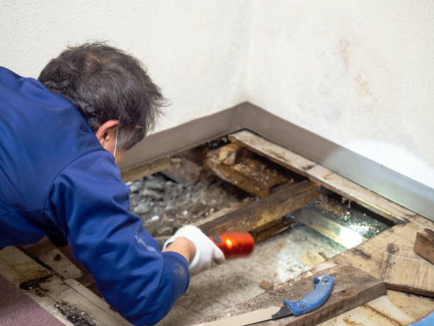 Best Office Mold Removal Services  in Cleveland, GA
