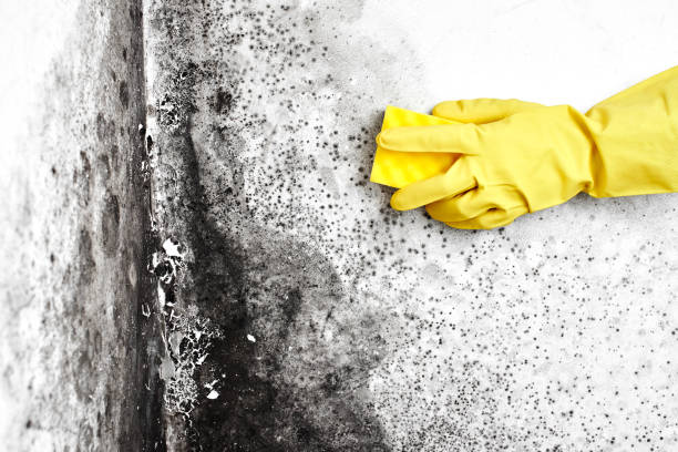 Best Toxic Mold Removal  in Cleveland, GA