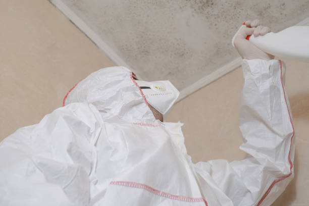 Mold Testing and Removal in Cleveland, GA
