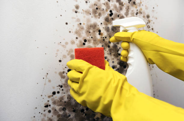 Best Residential Mold Removal  in Cleveland, GA